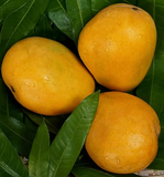 Banginapalli -Case contains 7-8 Large size mangoes approximately 4.4 KG per Box