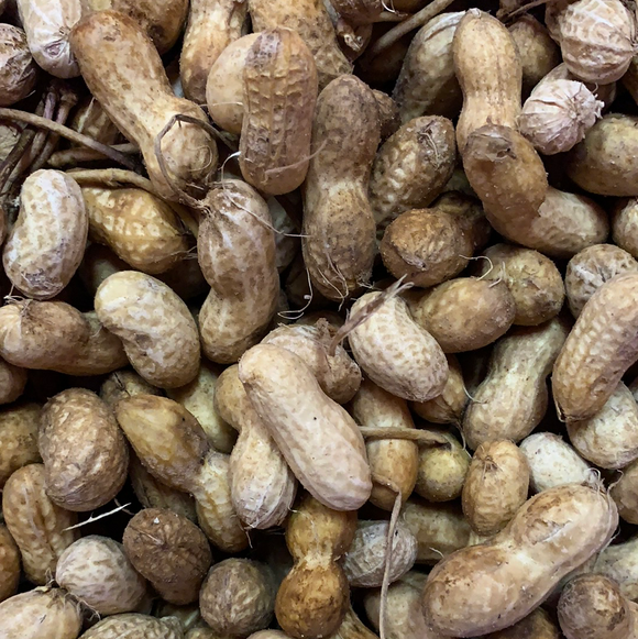 Fresh peanuts for boiling