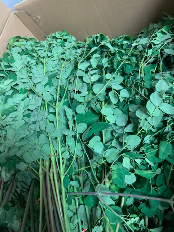 Moringa Leaves ( Drumstick Leaves) bunch. Approx 1 lb